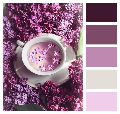 Tea Lilac Spring Image
