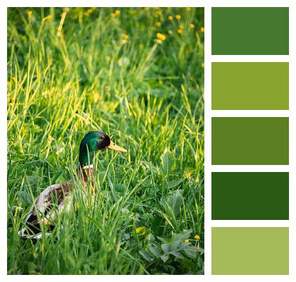 Mallard Duck Meadow Image