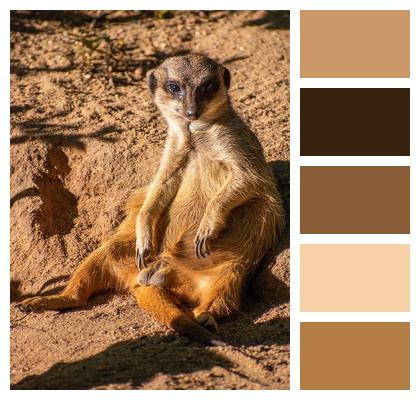 Suricate Mongoose Meerkat Image