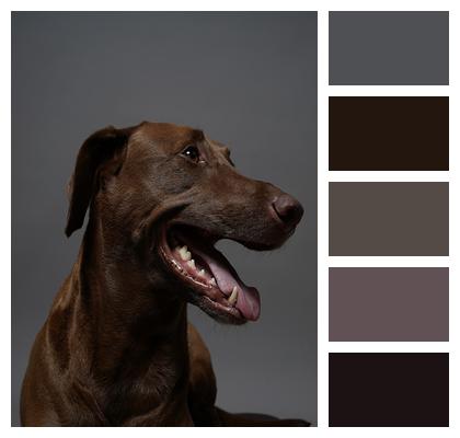 Dog Pet Portrait Image