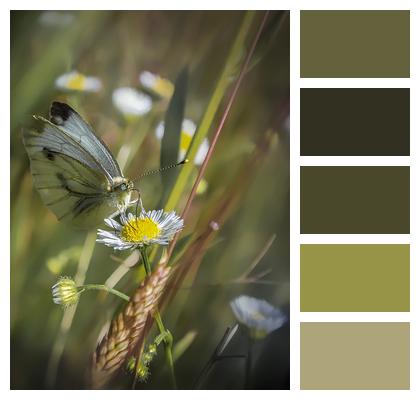 Butterfly Pollinate Chamomile Image