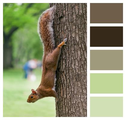 Animal Tree Squirrel Image