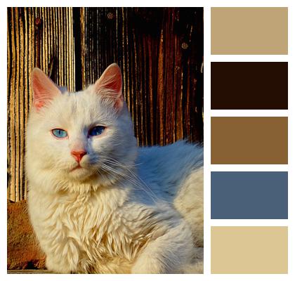 Pet White Cat Image