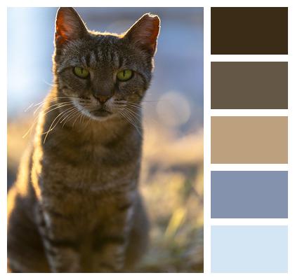 Pet Nature Cat Image