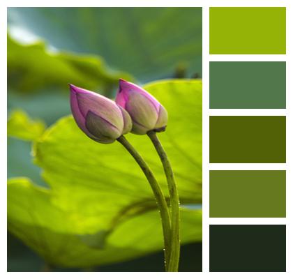 Flower Lotus Buds Image