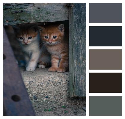 Nature Cats Kittens Young Cats Image