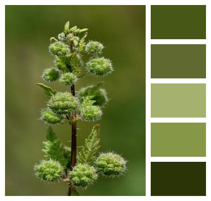 Nettle Buds Flower Image