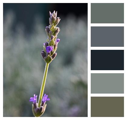 Buds Flower Lavender Image