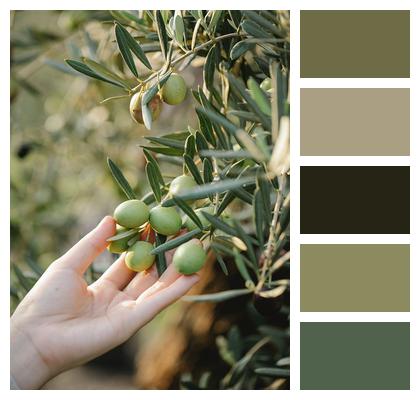 Pick Fruit Olives Image