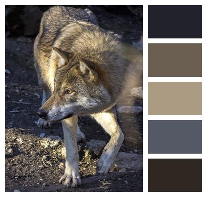 Predator Hunter Wolf Image
