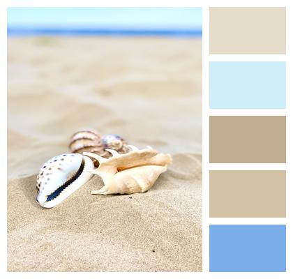 Sea Seashells Sand Image