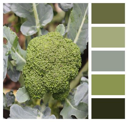 Vegetable Raw Broccoli Image