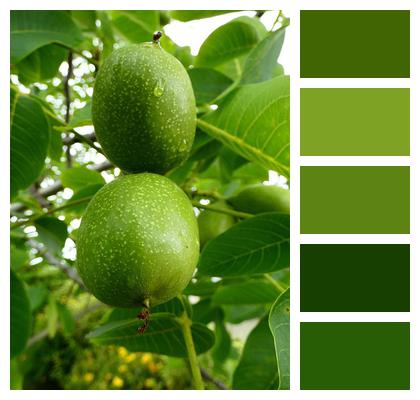 Branch Walnut Fruit Image