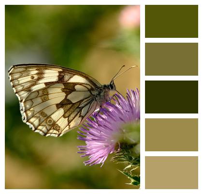 Butterfly Flower Pollinate Image