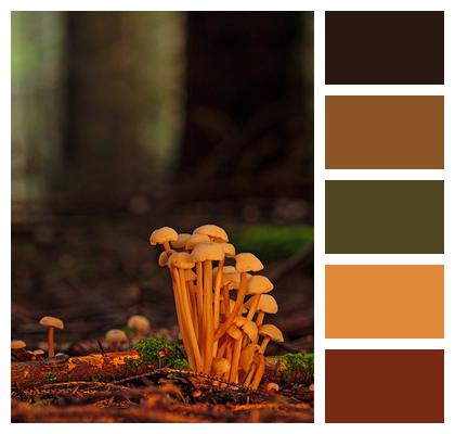 Fungi Forest Mushrooms Image
