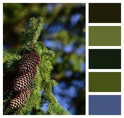 Tree Spruce Cones Image