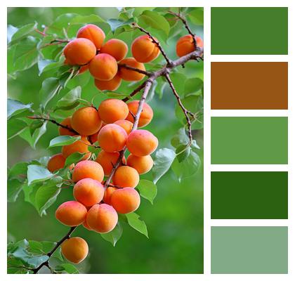 Nature Apricots Fruits Image