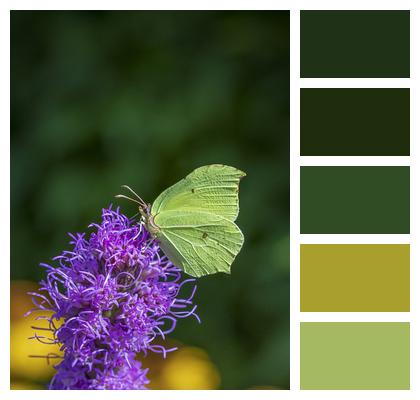 Butterfly Pollinate Flowers Image