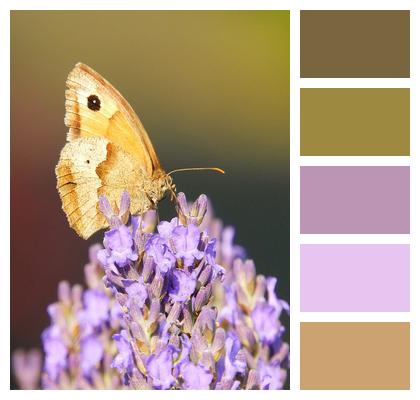 Butterfly Lycaon Lavender Image