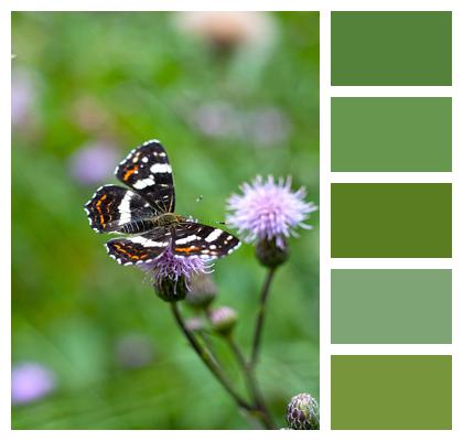 Butterfly Pollination Insect Image