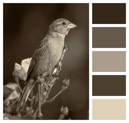 Bird Sparrow Perched Image