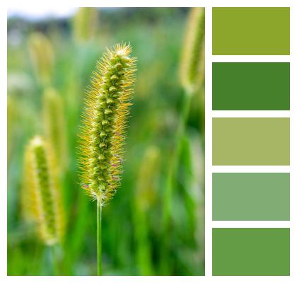 Grass Vegetation Meadow Image