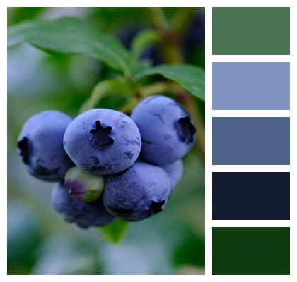 Blueberries Ripe Fruits Image