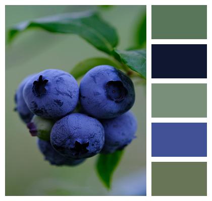 Blueberries Fruits Ripe Image