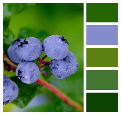 Ripe Blueberries Fruits Image