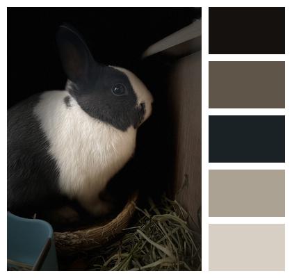 Home Rabbit Pets Image