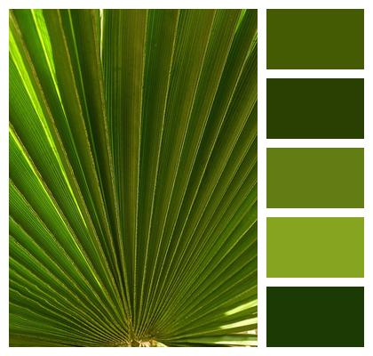 Palm Leaf Tree Image