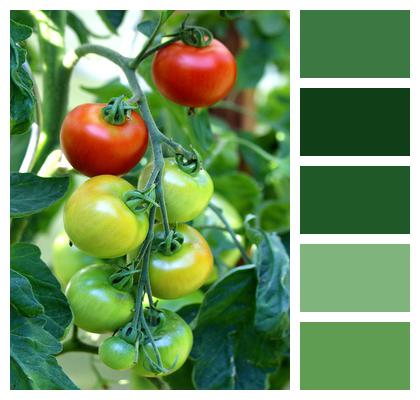 Tomatoes Fruits Plant Image