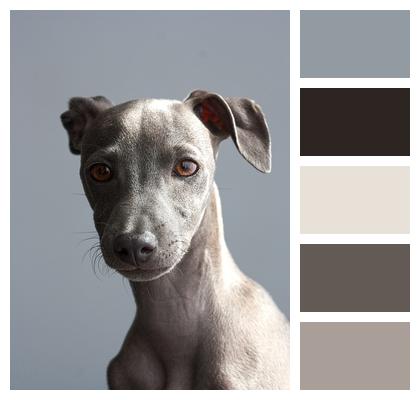 Greyhound Puppy Dog Image