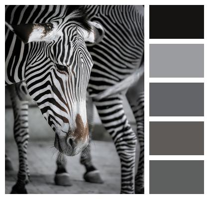Mammal Animal Zebra Image