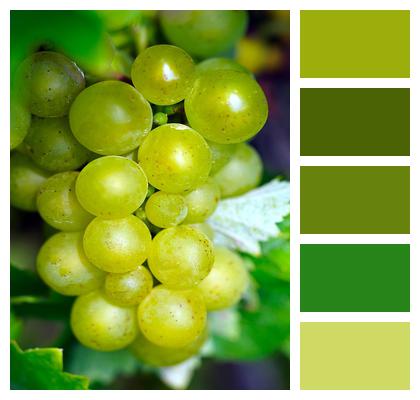 Healthy Grapes Fruit Image