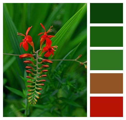 Match Red Crocosmia Flowers Image