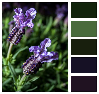 Nature Lavender Herbs Image