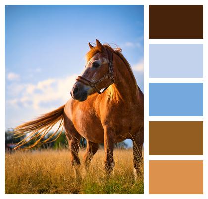 Nature Horse Pasture Image
