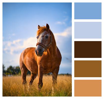 Nature Pasture Horse Image