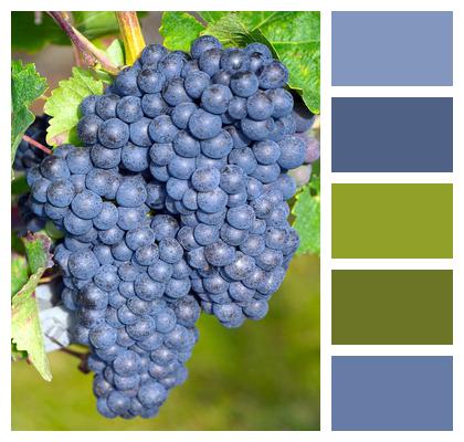 Vine Fruits Grapes Image