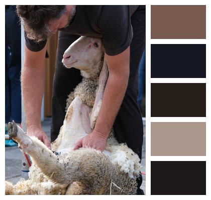 Nature Shearing Sheep Image