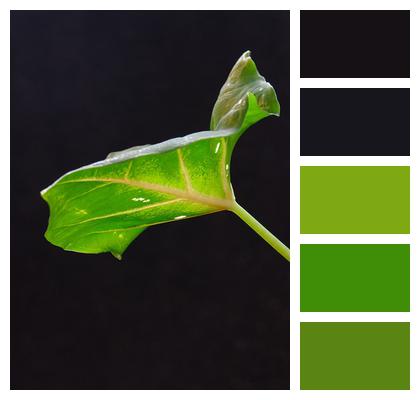 Foliage Leaf Caladium Image
