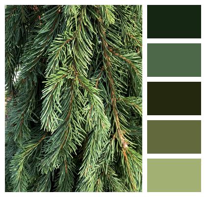 Tree Pine Evergreen Image