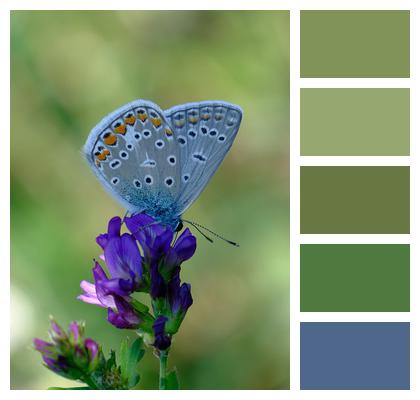 Butterfly Flower Pollination Image