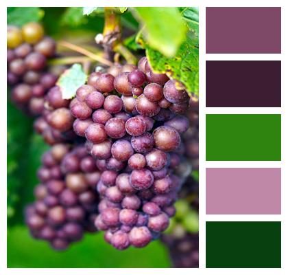Organic Fruit Grapes Image