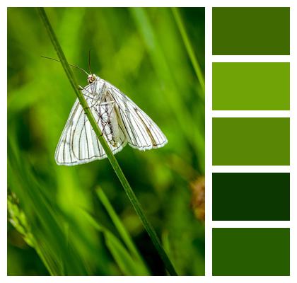 Meadow Field Butterfly Image