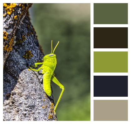 Insect Grasshopper Trunk Image