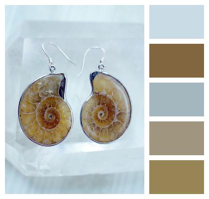 Earrings Sea Ammonite Image