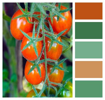 Tomatoes Fruit Organic Image