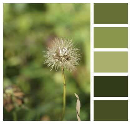 Plant Dandelion Seed Image